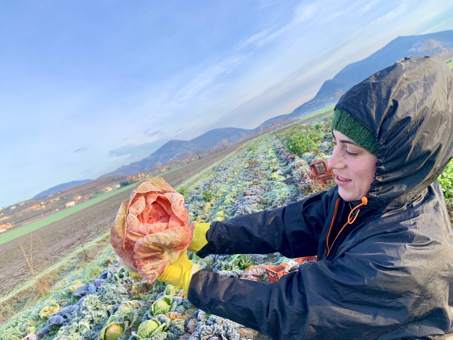 Senatore cappelli, geno duro antico, con papaveri e sfondo colli euganei. Agricoltura sostenibile senza l'utilizzo di chimica